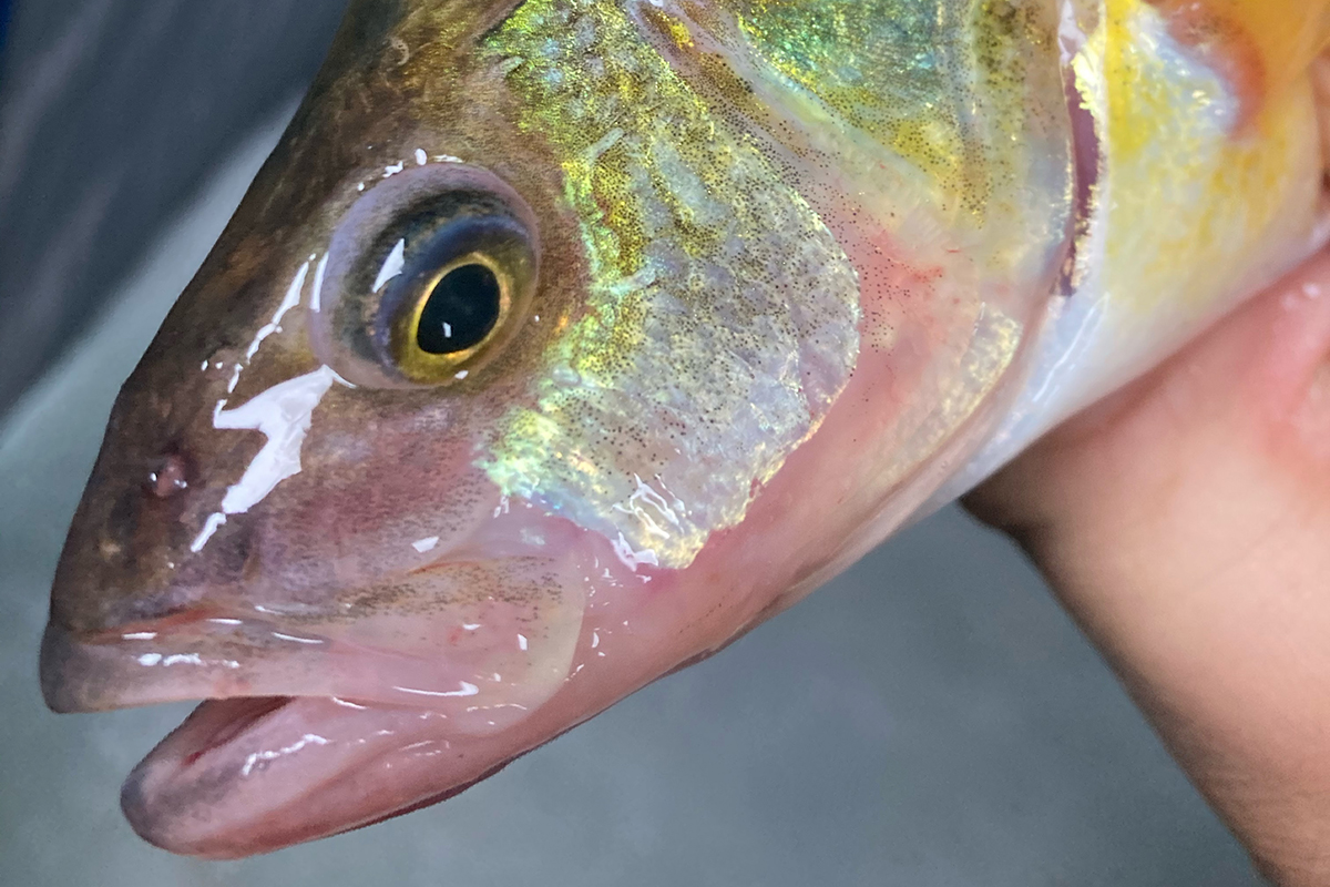 There is no better way to fish for Yellow Perch than watching your