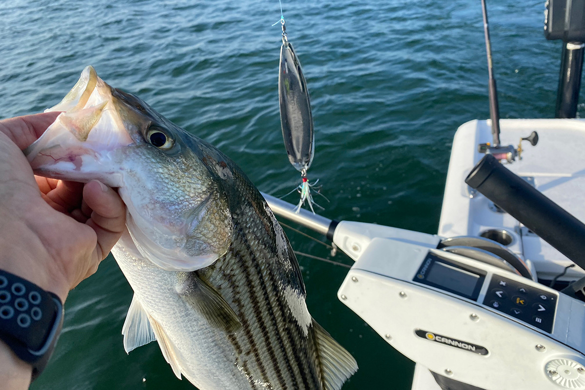 Catch Late-Summer Inland Stripers Right Now - In-Fisherman
