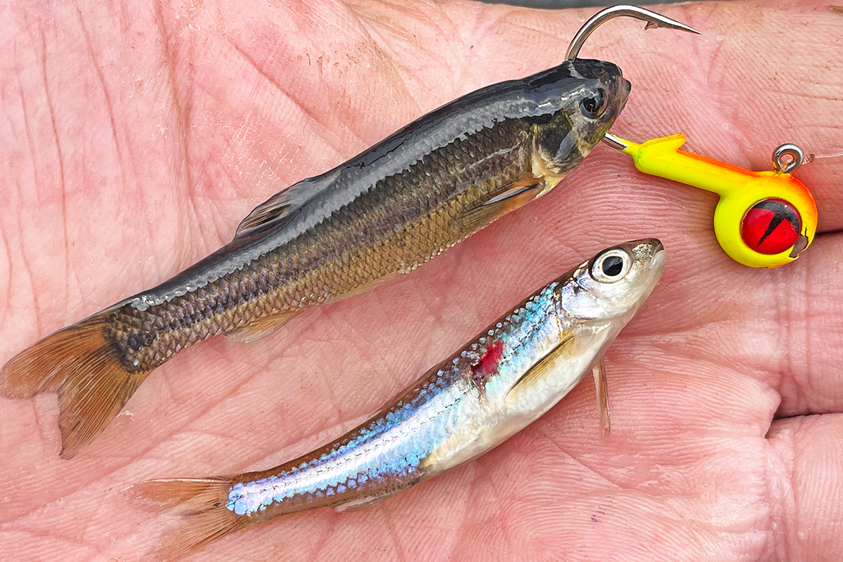 Brian Bro Brosdahl walleye fishing