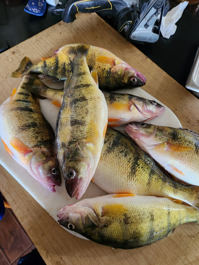 eating yellow perch is the best