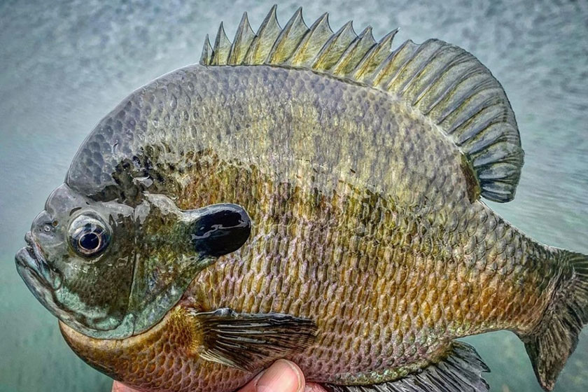 Are You Fishing Where Big Bluegills Are?