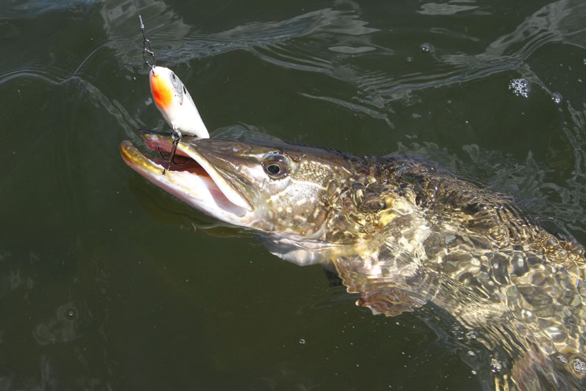 //content.osgnetworks.tv/infisherman/content/photos/Big-Pike-02.jpg
