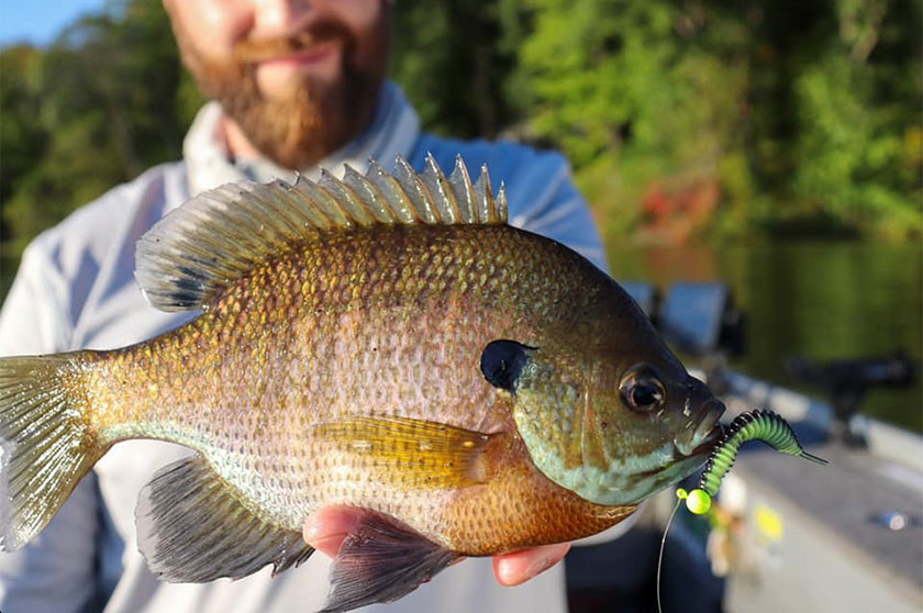 Unlocking Fall Panfish Patterns - In-Fisherman