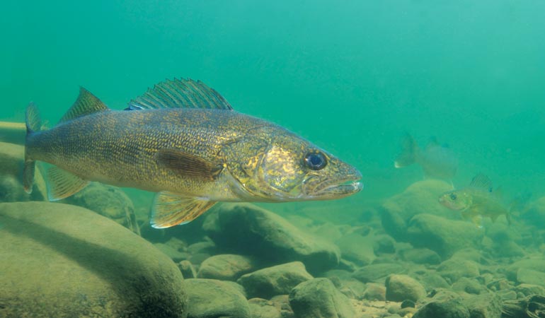 Spinner-Crawler Rigs on Bottom Bouncers for Walleyes