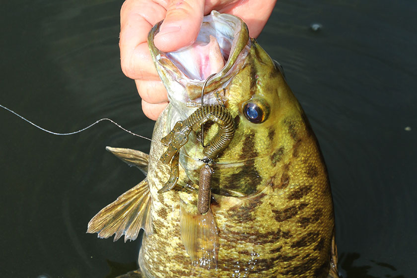 Ned Rig Smallmouth Bass  Underwater Crawfish Lure EATS‼️ 