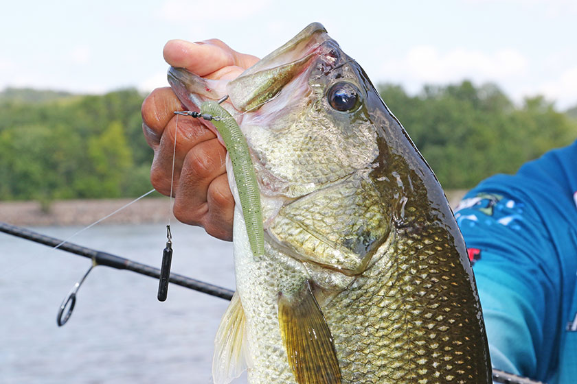 Panfish MiniBaits under the Microscope - In-Fisherman