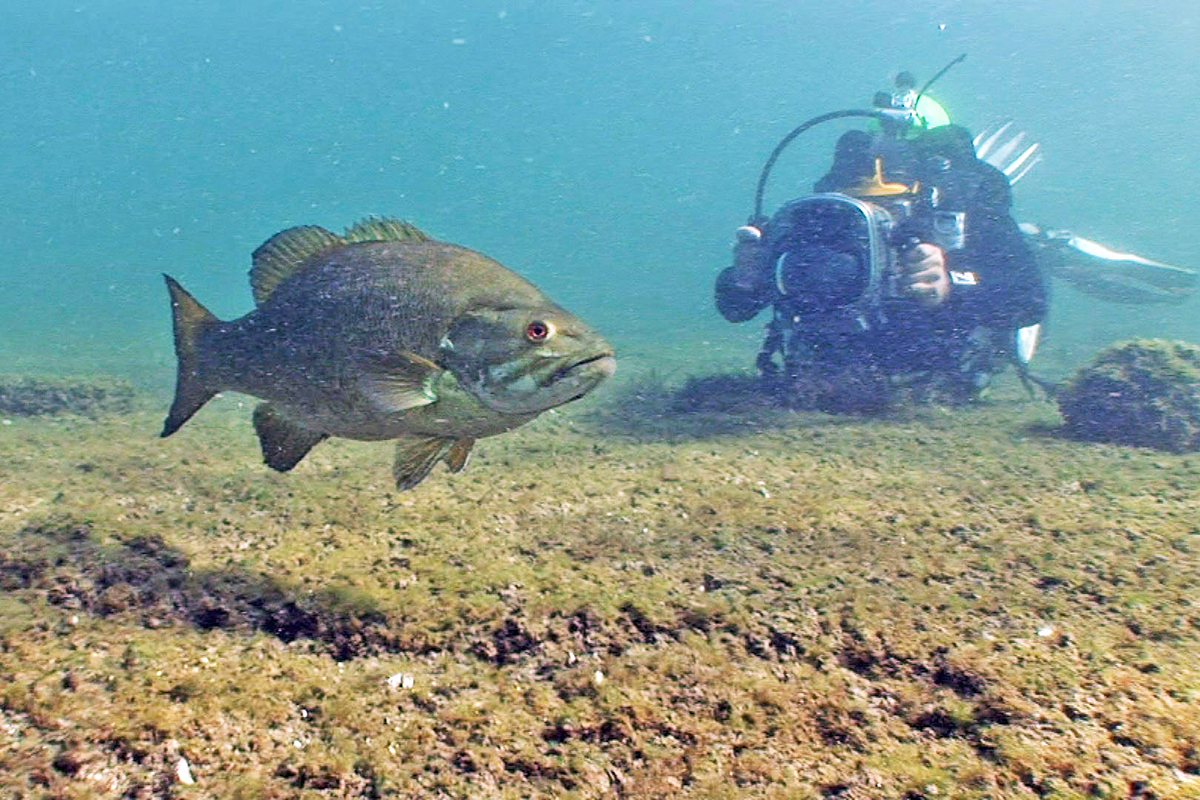 Big Bite Baits' Smallie Smasher - In-Fisherman