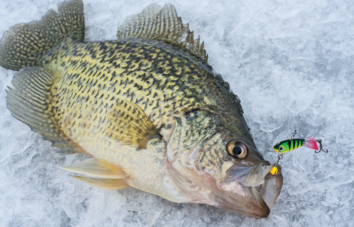 //content.osgnetworks.tv/infisherman/content/photos/Crappie-on-balance-lure.jpg