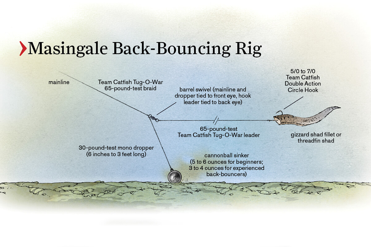 Illustration of back-bouncing rig setup for catfishing