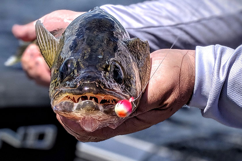 //content.osgnetworks.tv/infisherman/content/photos/Early-Fall-Walleye-Fireball.jpg