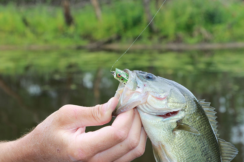 Frog Fishing Bass in Tall Grass 