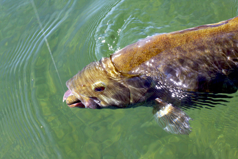 Downsize For Fall Smallmouths