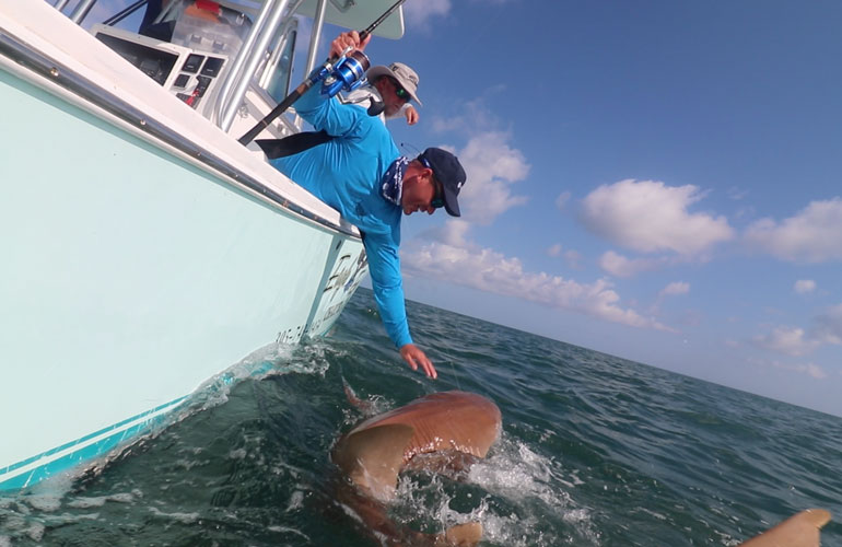 //content.osgnetworks.tv/infisherman/content/photos/Fighting-Nurse-Shark-in-Florida-Keys.jpg