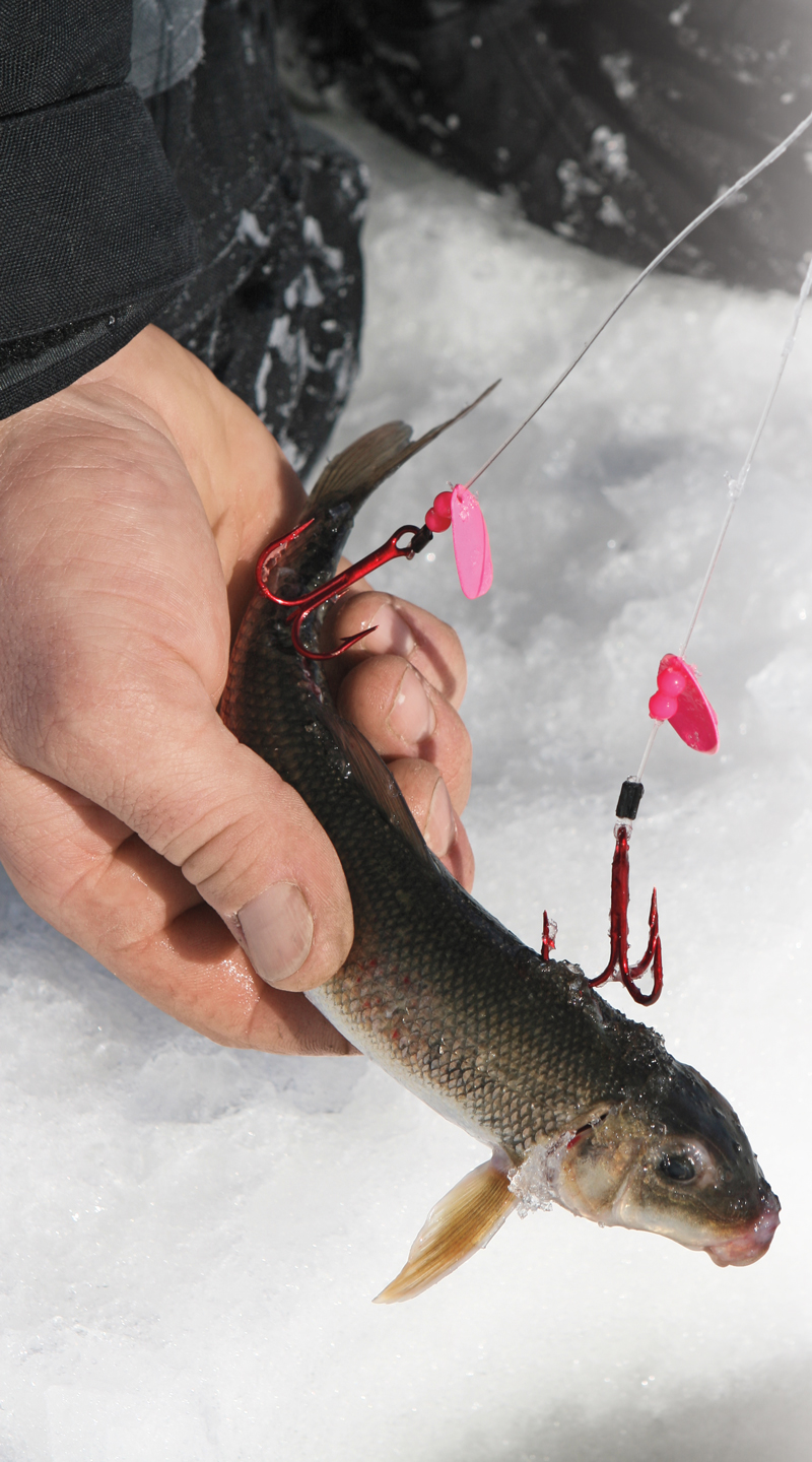 Live Bait for Pike Fissh on Hook Lying on Hand, Winter Ice Fishing