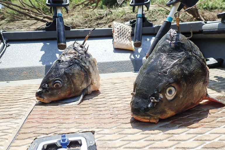 How to rig your bait for catch and release alligator gar fishing