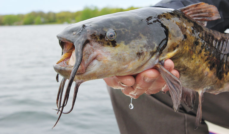 How to Catch Bullheads for Bait