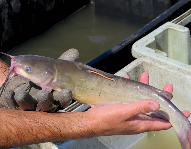 Tracking the Renowned Red River Catfish - In-Fisherman