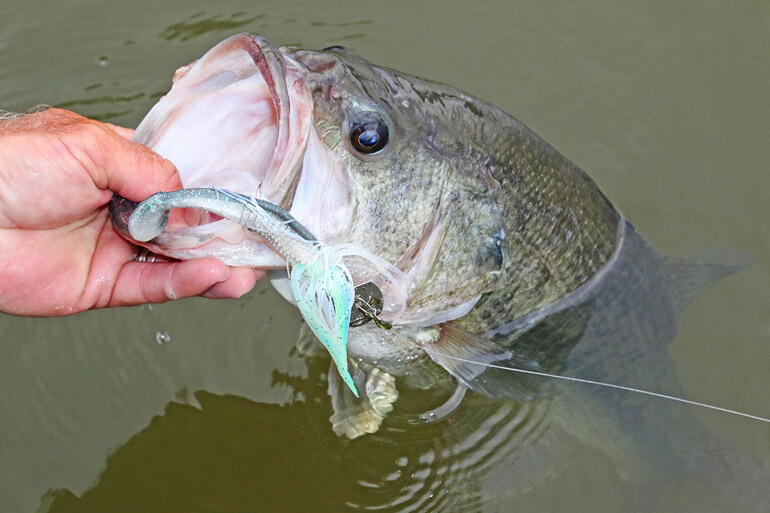 Knock Out Fall Bass With a 1-2 Punch