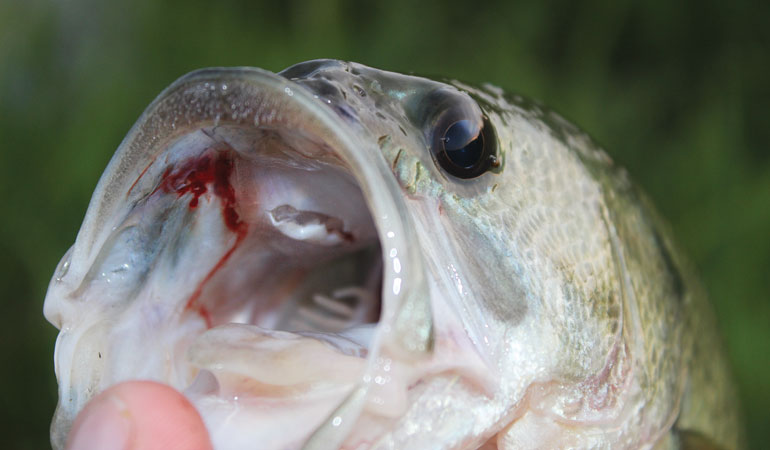 What happens to a fish hook that is left in the mouth of a fish