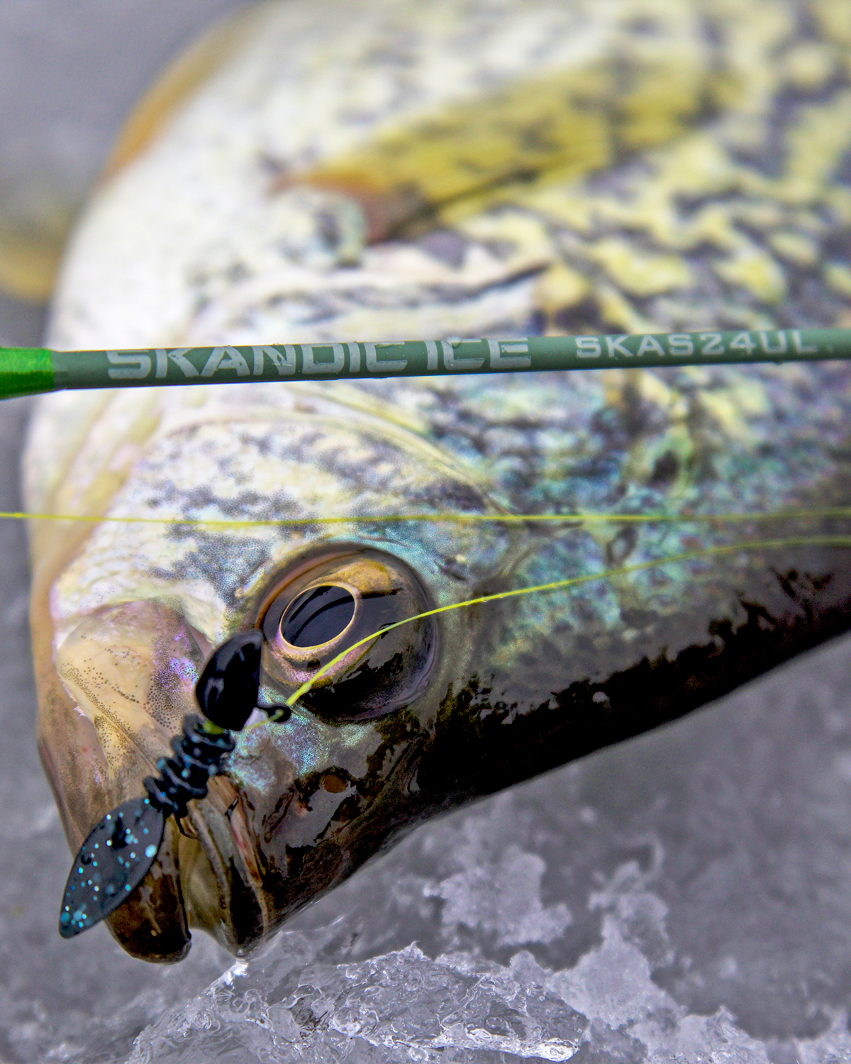 Ice Anglers, Meet Your Favorite New Magic Wand: CCI Perch Seeker - St.  Croix Rod