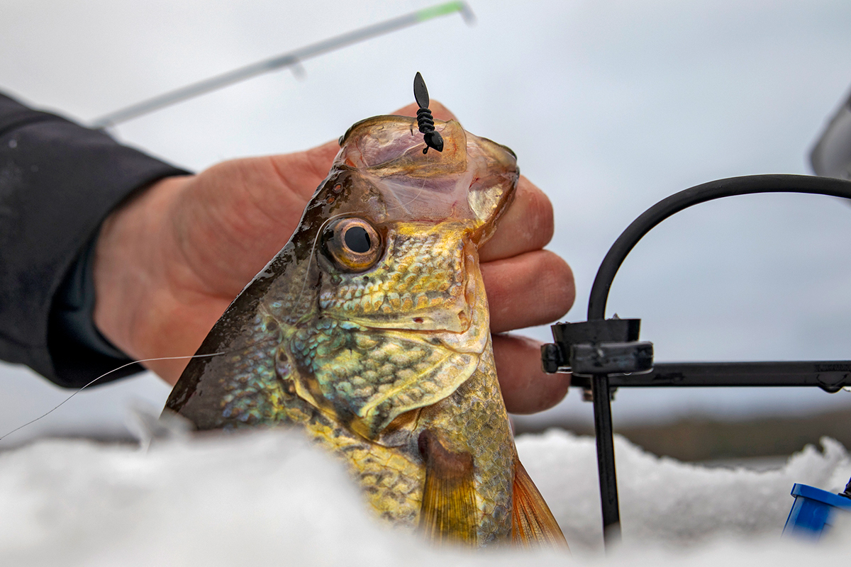 Late-Ice Crappie Tips