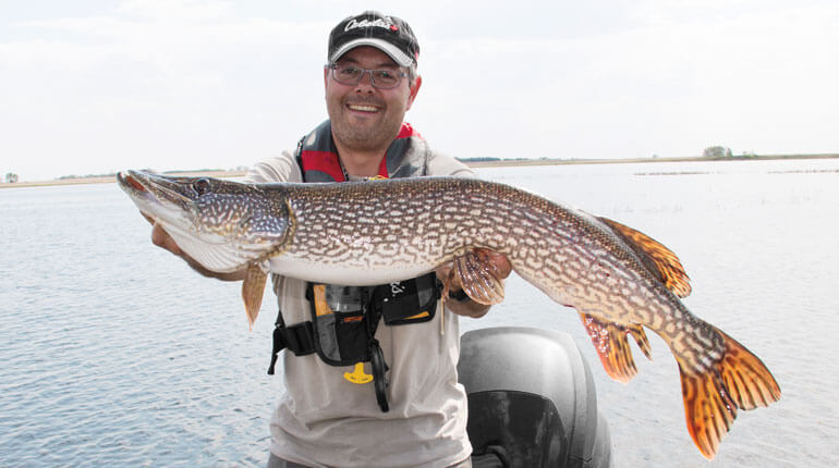 //content.osgnetworks.tv/infisherman/content/photos/Manitoba-Pike.jpg
