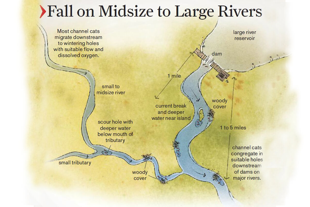 illustration of where to find catfish on medium to large rivers