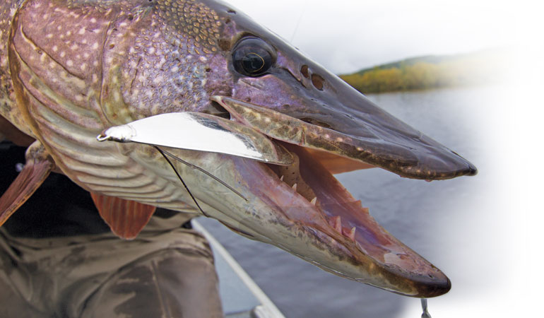 Spoons: A Lifetime of Lessons for Giant Pike Fishing