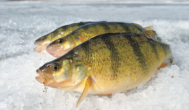 //content.osgnetworks.tv/infisherman/content/photos/Preserving-fresh-perch.jpg