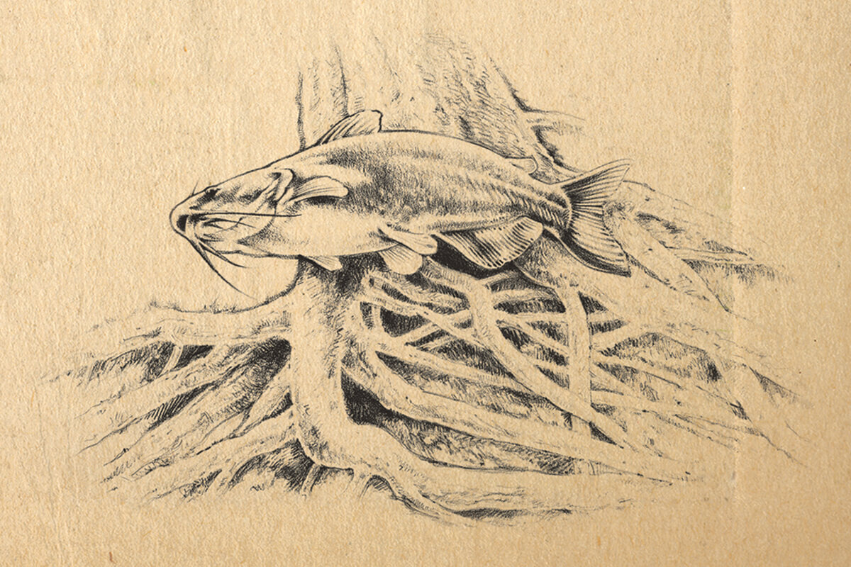 Pencil illustration of a catfish underwater near an old root ball