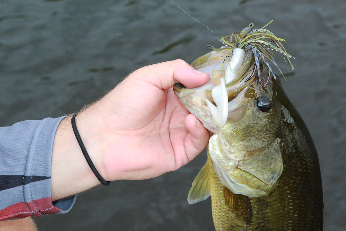 Double Down On The Shad Spawn - In-Fisherman