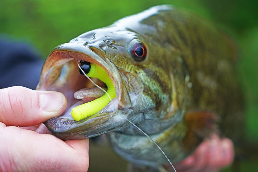 New Berkley Midwest Finesse Profiles: Gimmick or Nah?