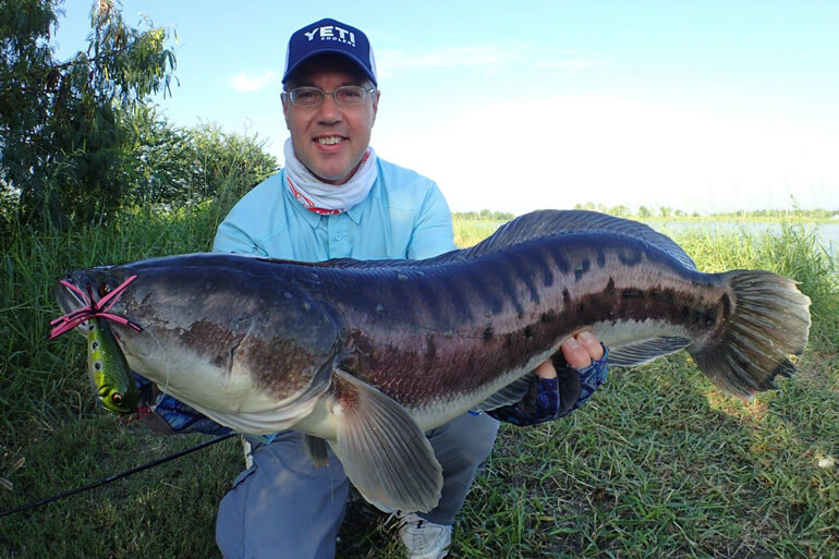 The Case for Super Bass (AKA Snakeheads)