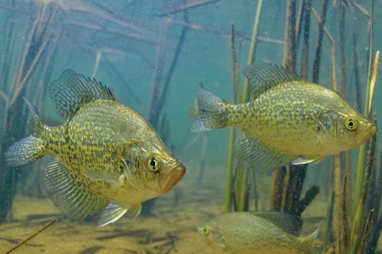 //content.osgnetworks.tv/infisherman/content/photos/Spawning-Habitat-for-Springtime-Crappies.jpg