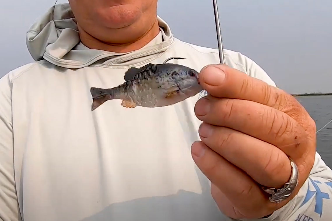 Switch Bait Profiles to Catch More Fish - In-Fisherman