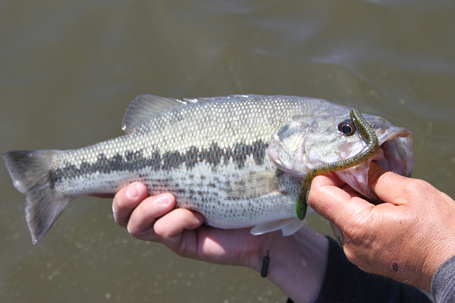 Why Southern Spotted Bass Are So Special - In-Fisherman