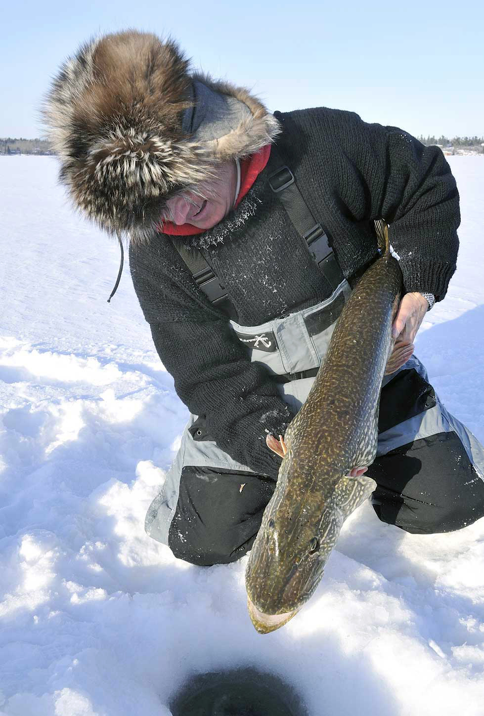 Northern Pike while ice fishing lies on snow in winter Stock Photo