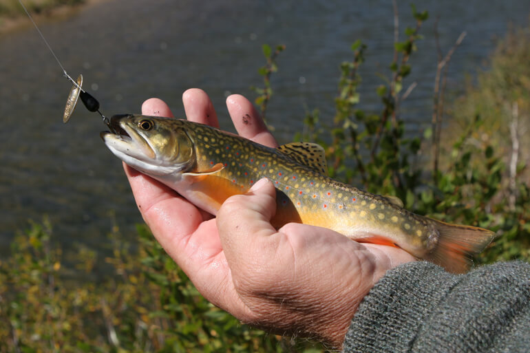 //content.osgnetworks.tv/infisherman/content/photos/brook-trout-spinner.jpg