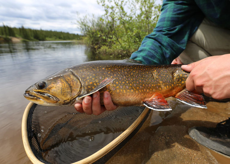 Fly Fishing Atlantic Salmon, Trophy Brook Trout Nunavik, Canada