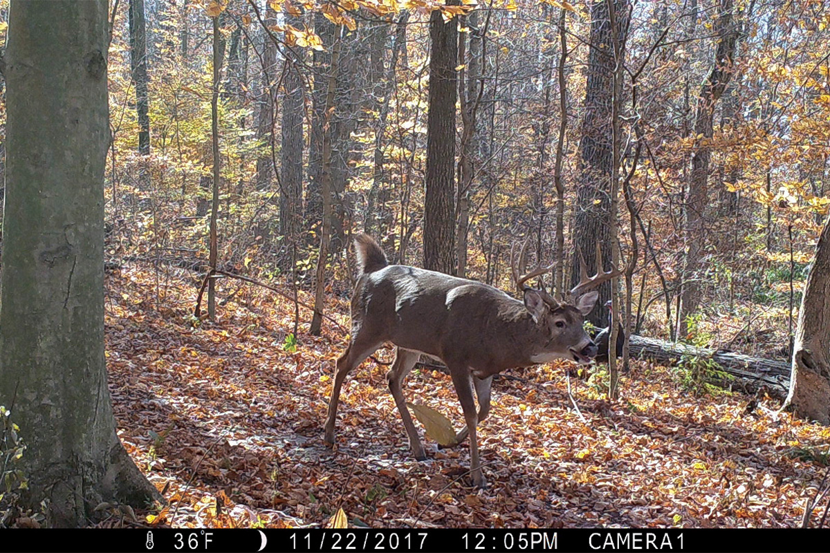 //content.osgnetworks.tv/northamericanwhitetail/content/photos/StillHunting-Bed-1200x800.jpg