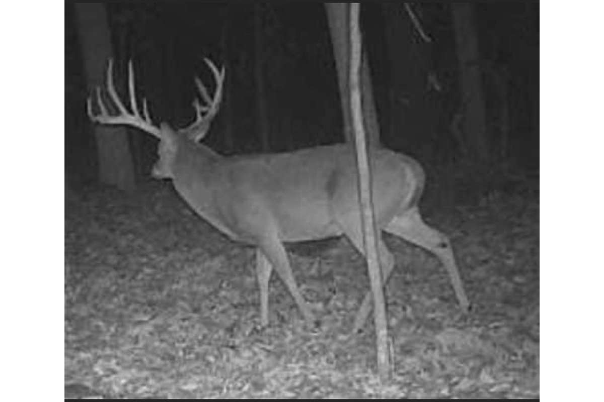 //content.osgnetworks.tv/northamericanwhitetail/content/photos//TravisKeyes-Deer-1200x800.jpg