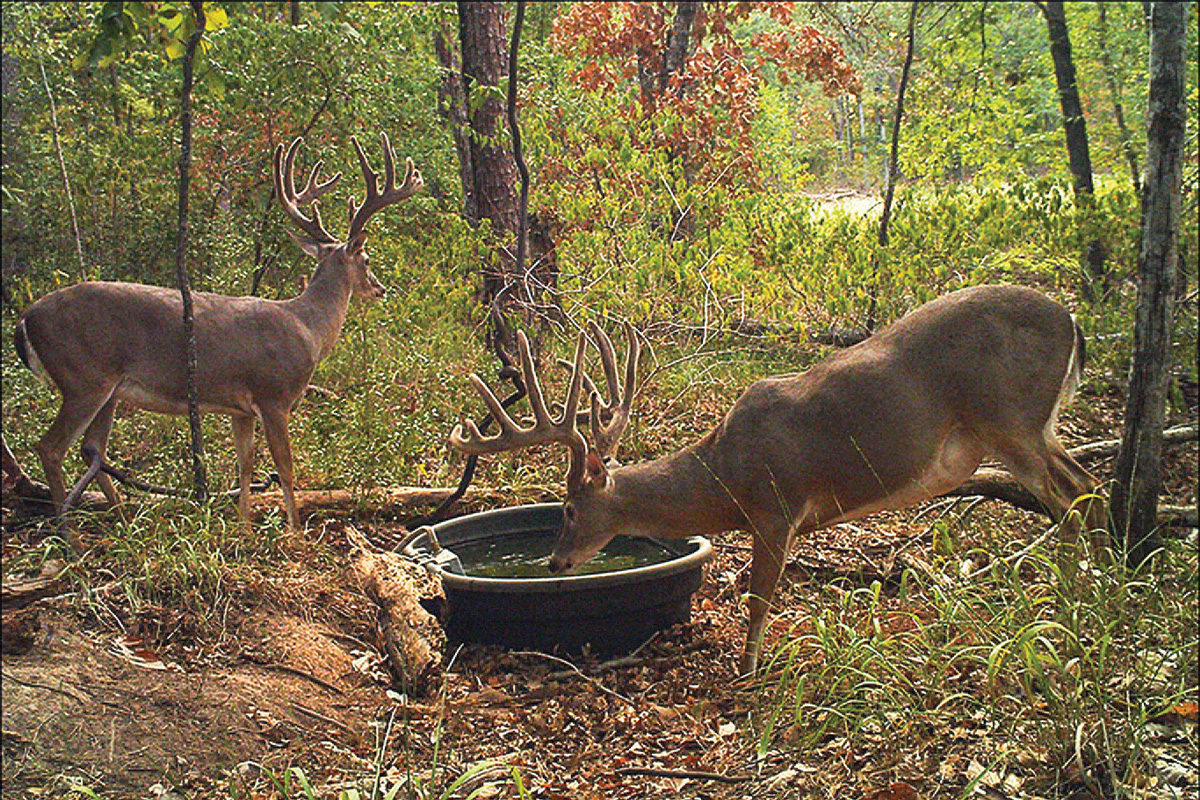 //content.osgnetworks.tv/northamericanwhitetail/content/photos//WaterWays-Wheat-1200x800.jpg