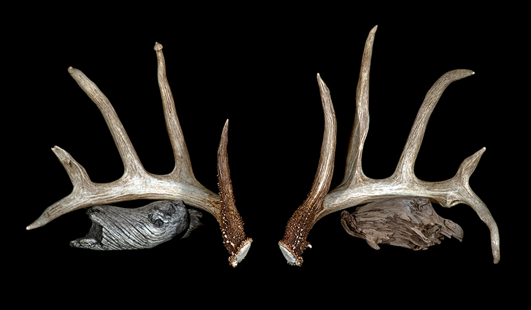 Are These Sheds from the Largest 5x5 Whitetail of All Time?