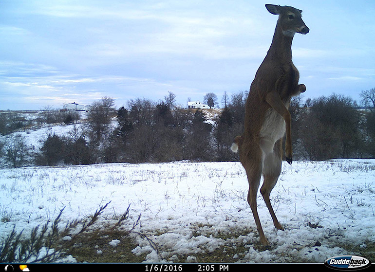 2016 trail cam photo of 3-legged doe
