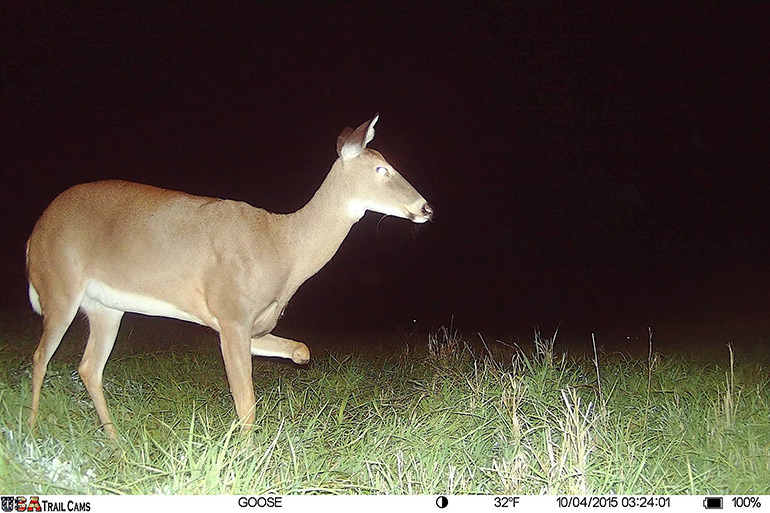 2015 trail cam photo of 3-legged doe