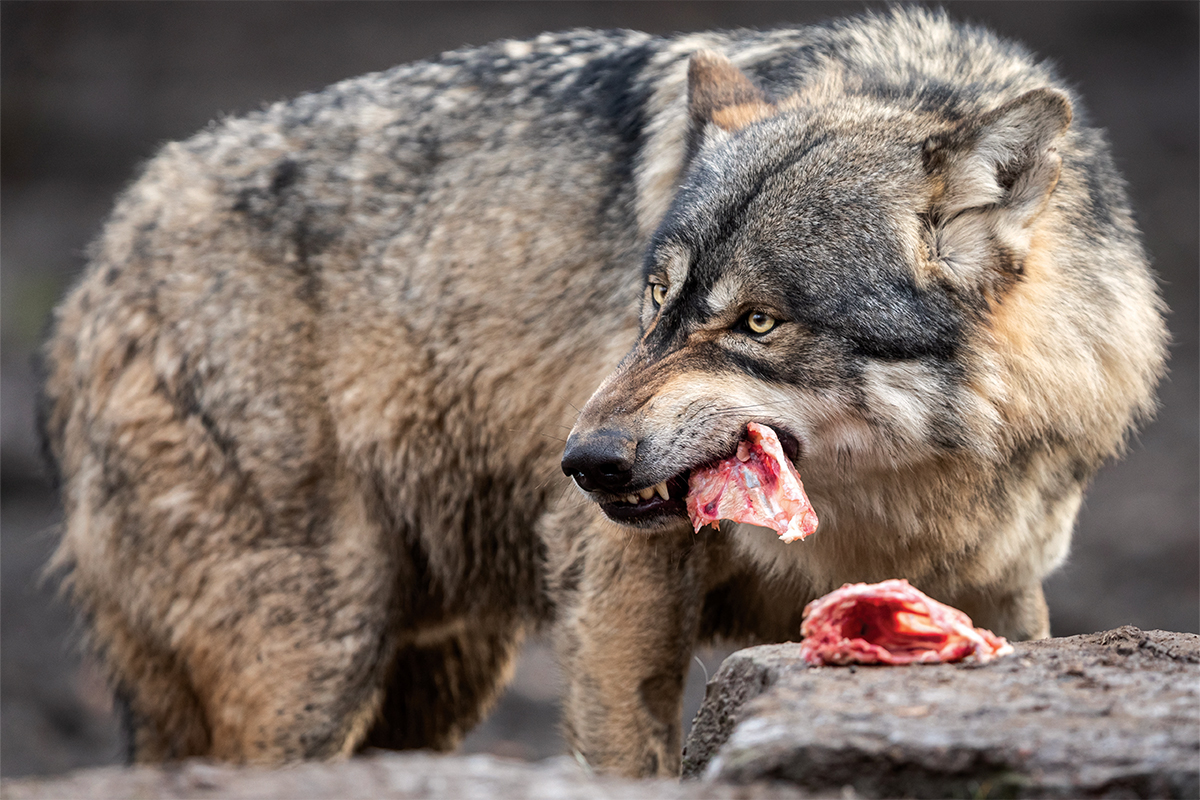 alpha wolf attacking
