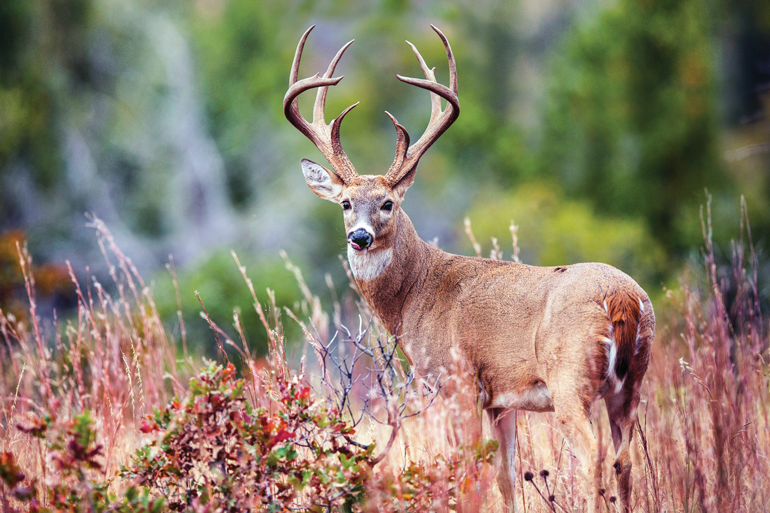 Find Recurring Patterns in Your Target Bucks