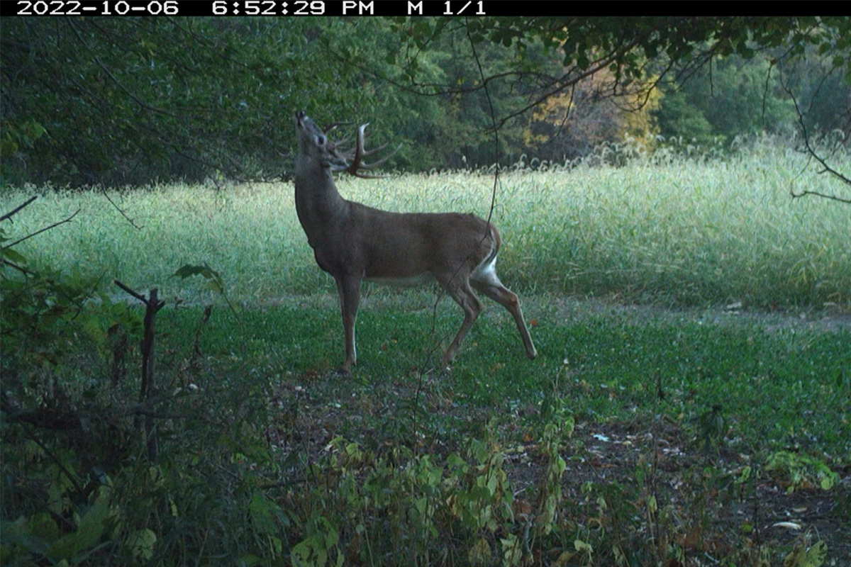 https://content.osgnetworks.tv/northamericanwhitetail/content/photos/CurtMcCarty-Scrape-1200x800.jpg