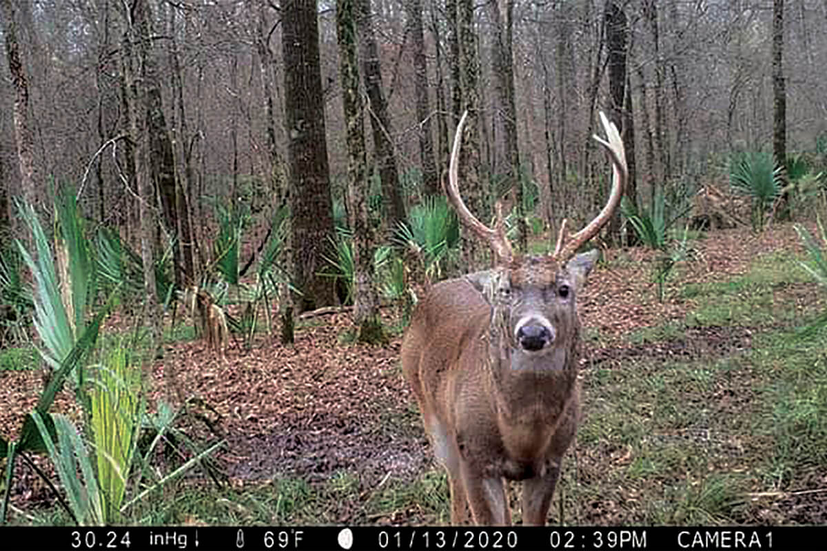 5 Common Deer Abnormalities Caught on Camera