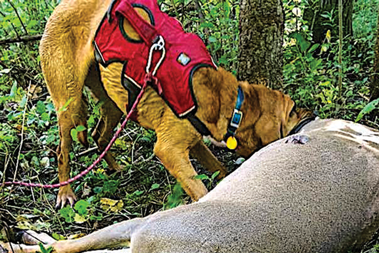Iowa Legalizes Use of Dogs For Deer Recovery